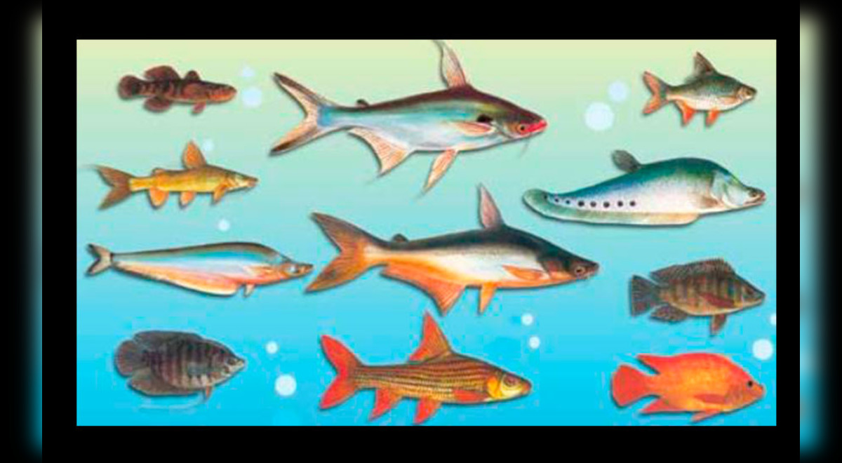 Actualizar 86+ imagen peces del mar peruano dibujos - Thptmacdinhchi.edu.vn