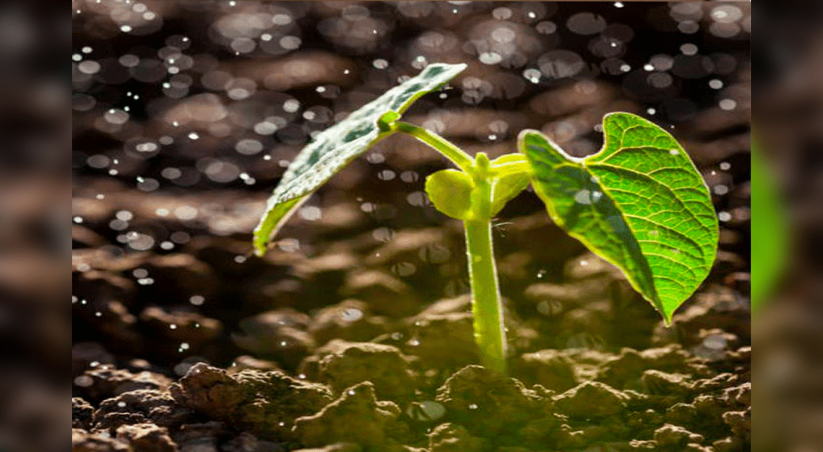 Ciencia: Petricor, El Aroma De La Lluvia Y La Explicación De Por Qué ...