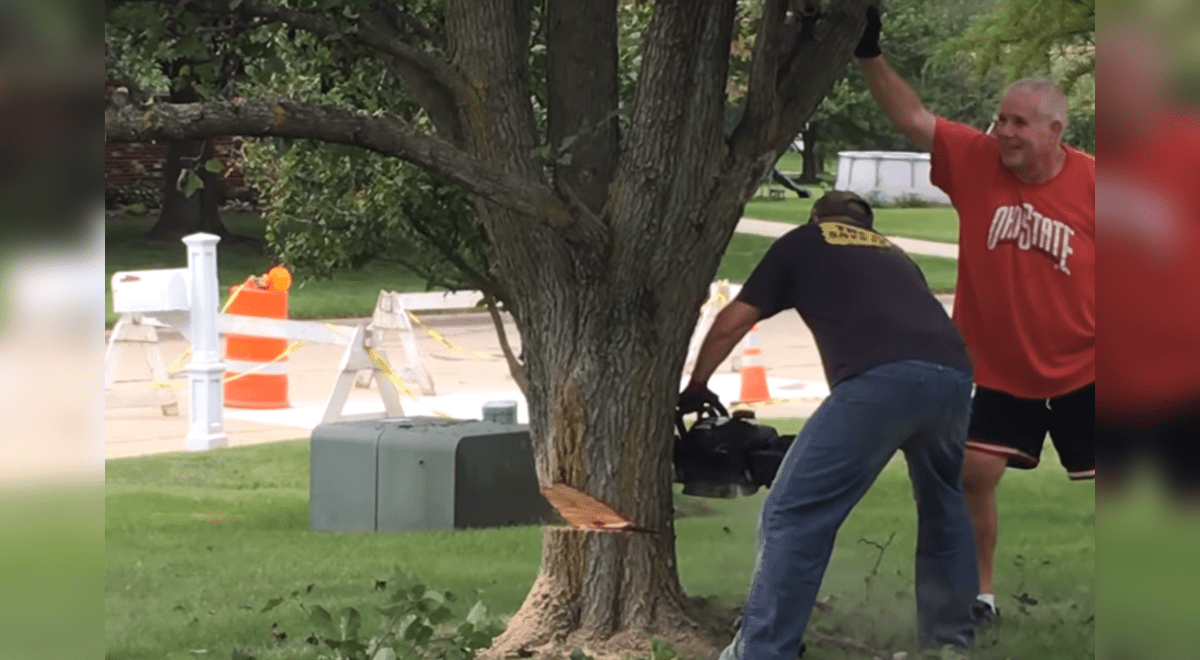 YouTube viral: Hombres intentan cortar árbol con una sierra eléctrica y  termina mal | Video | Naturaleza | Aweita La República