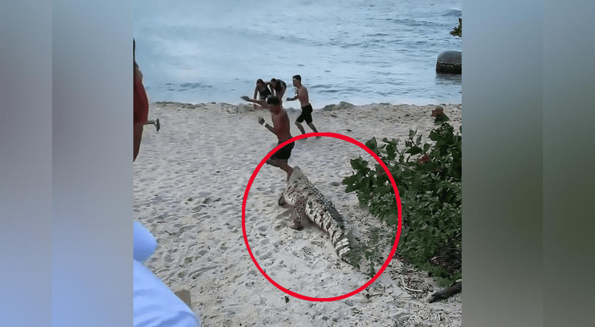 Facebook: enorme cocodrilo aparece sigilosamente en playa y turistas huyen  despavoridos | Colombia | Viral | Video | Aweita La República