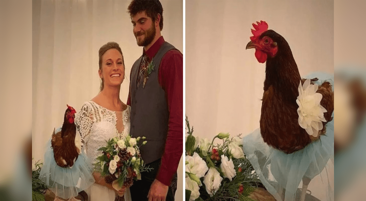 Instagram: novia elige a gallina como su dama de honor y se roba el show en  boda | Viral | Matrimonio | Fotos | Aweita La República