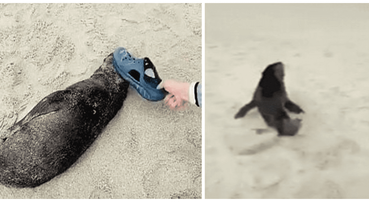 Turista Golpea Varias Veces A Un Leon Marino Bebe Dormido En Una Playa Y Usuarios Lo Critican Aweita La Republica