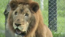 La conmovedora liberación de un león tras estar encerrado por 13 años, mira su reacción (VIDEO)