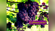 9 pasos para cultivar uvas en tu propio jardín