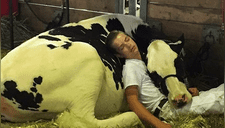 Perdió feria ganadera junto a su vaca, pero se convirtió en una celebridad al dormir a su lado [FOTO]