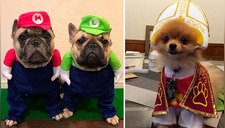 Halloween: 12 ideas de disfraces para tu perro que lo harán lucir adorable