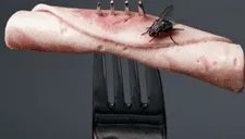 ¿Es peligroso comer un alimento en el que se paró una mosca? Expertos hacen alarmante advertencia