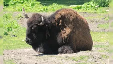 Encontraron al primer bisonte salvaje en 250 años y autoridades toman indignante decisión