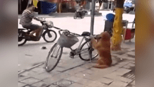 Tierno perro cuida la bicicleta de su dueño y video se vuelve viral, nadie dejaba de mirarlo
