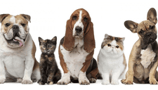 ¿Quieres saber cuál es la edad “humana” de tu perro o gato? Didáctica tabla te lo dice