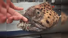 Coleccionista muestra capturas de espeluznantes criaturas marinas, el “pez zombie” no parece de este planeta [FOTOS] 