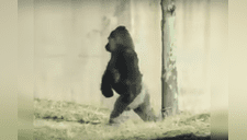 Louis: el “gorila limpio” que se para en dos patas y evita ensuciarse en charcos de lodo [VIDEO]  