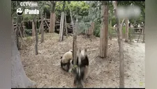 La estrepitosa caída de un pequeño panda asustó, pero el desenlace fue conmovedor [VIDEO] 