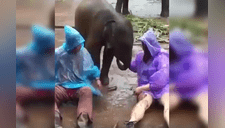 Una mujer se acercó a cariñar a un elefante y el desenlace sorprendió a todos [VIDEO] 
