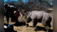 Bebé rinoceronte confunde a veterinarios con cazadores; él solo defendió a su mamá [VIDEO]