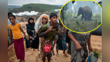 Elefante se sale de control y destruye un campo de refugiados en Bangladesh; no dejó nada [VIDEO]