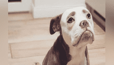 Conoce a la Bulldog “más triste del mundo” que remece Instagram con su rostro [FOTOS] 