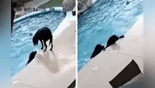 Perrito salva a su amigo de morir ahogado; su maniobra es increíble [VIDEO] 