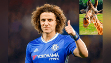 Futbolista David Luiz casi se queda calvo tras sufrir una "broma" de dos jirafas [VIDEO]