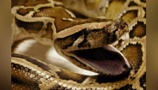 ¡Increíble! Hallan a una mujer desparecida dentro de una enorme serpiente pitón [FOTO]