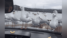 Lanza comida dentro su carro y se burla porque las palomas no logran comerlo [VIDEO] 