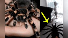 Bebé que le teme a las arañas es víctima de una cruel broma por parte de su madre [VIDEO]