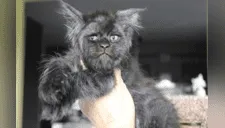 La gata con inquietante “cara humana” que causa furor en las redes [VIDEO]