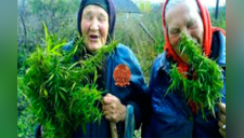 Policía encuentra a esposos de 60 años con plantaciones de marihuana y por su excusa los dejan libres [FOTOS] 