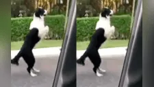 Perro sale de auto en movimiento y realiza el #ShiggyChallenge es furor en redes sociales [VIDEO]