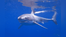 Roban tiburón de un acuario y lo sacan escondido en un coche de bebé [VIDEO]