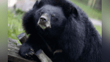 La cruda realidad de los osos en Vietnam, donde los matan para extraer su bilis