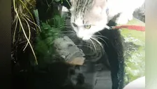 Gato “sediento” toma agua de estanque de pez y lo recibe con tierno beso [VIDEO] 