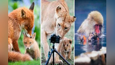 18 fotos que prueban lo maravillosa que es la maternidad en el reino animal