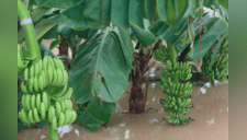 Plátano verde: súper alimento que combate al cáncer y a la diabetes