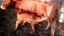 Nacimiento de única vaca roja de hace 2 mil años pronostica fin del mundo y todos tiemblan [VIDEO] 