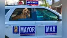 Cansados por constantes casos de corrupción vecinos eligen a perro como alcalde [FOTOS]