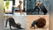 5 secretos para potenciar tus músculos que se puede imitar de los animales 