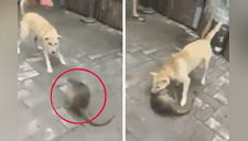 Pelea a muerte entre perro y "rataza" se vuelve viral; final es perturbador [VIDEO] 