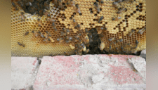 ¡De terror! Rompen pared de una casa y descubren gigantesco panal de abejas [FOTOS]