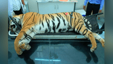 Matan a tigresa que acabó con la vida de 14 personas en los últimos dos años [FOTO]