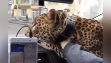 Pasajero llevó un leopardo en un taxi de Rusia y se vuelve viral [VIDEO]