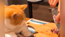 Gato acompaña a su dueña mientras corta cebolla y sufre las consecuencias [VIDEO]