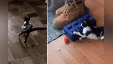 Conmovedora escena donde gato discapacitado aprende a caminar y escalar [VIDEO]