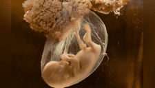 ¿Es saludable comerse la placenta tras el parto? Médicos destierran mitos 
