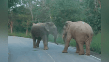 Graban a dos elefantes dándose a "trompadas" en plena carretera [VIDEO]