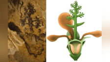 Hallan misteriosa planta jamas vista de hace 174 millones de años [FOTOS]