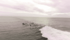 Drone capta mágico momento de delfines acompañando a surfista [VIDEO]