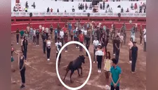 Toro "salvaje" es liberado en multitud y experimento desterró mitos [VIDEO] 