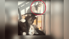 Gato capta a su novia lamiendo a otro y los destruye con la mirada [VIDEO Y FOTOS] 