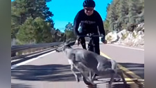 Impactante video del choque de un ciclista contra un ciervo